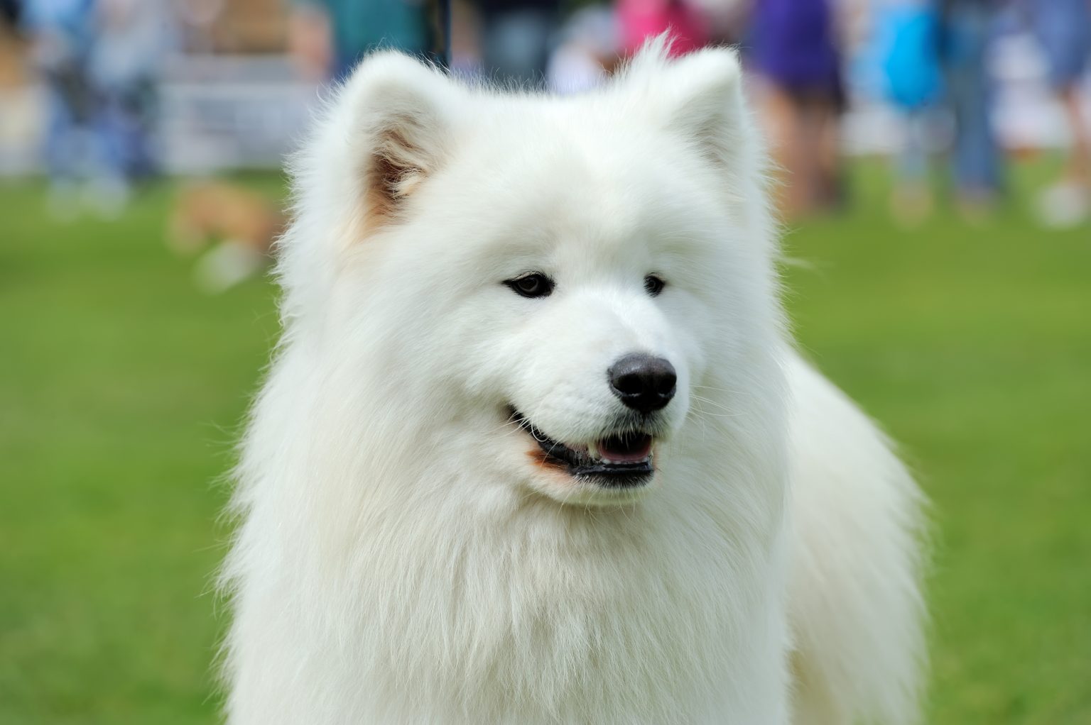 Samoyed 1536x1022 