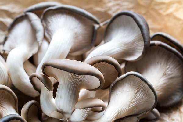 Wild Mushrooms You Can Eat