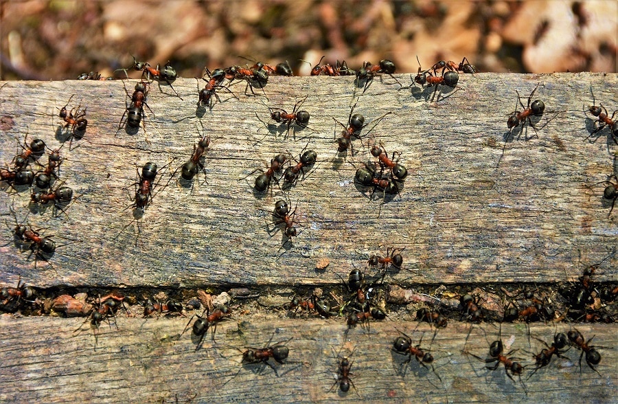 How To Get Rid Of Ants In Your House