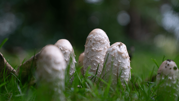 Wild Mushrooms You Can Eat