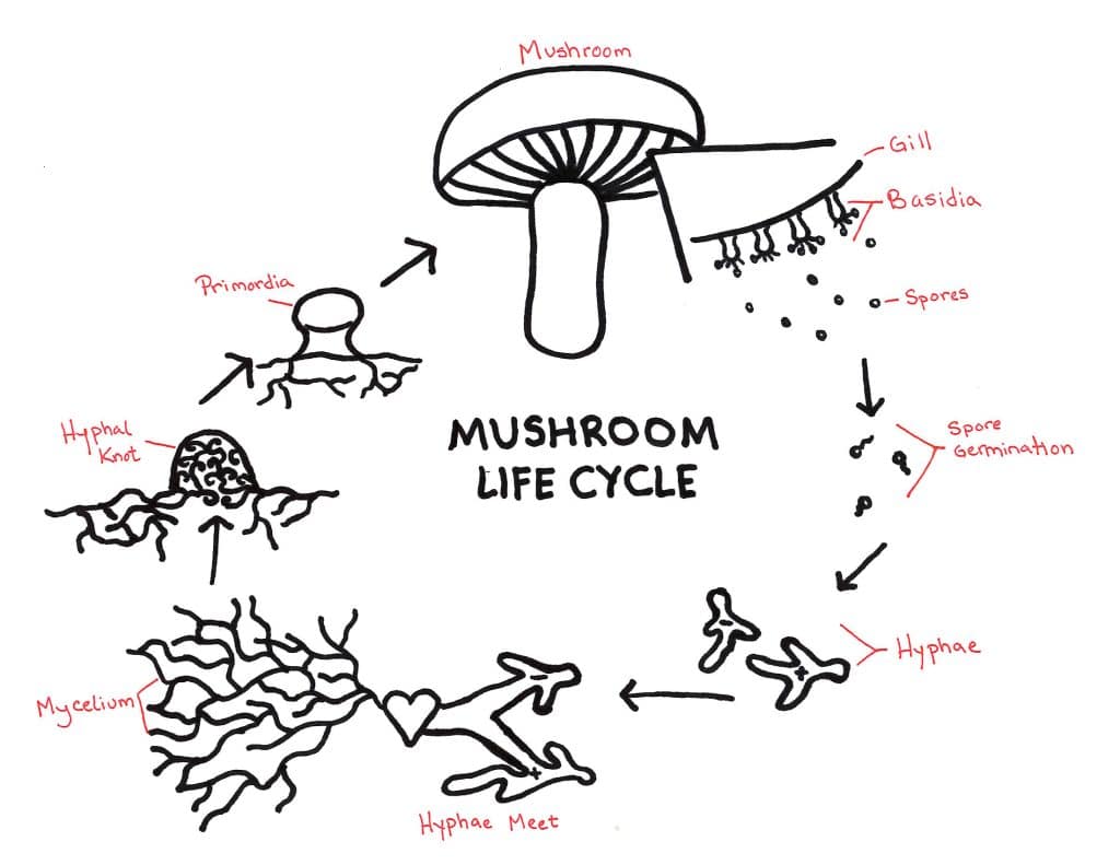 How To Forage Mushrooms Safely And Successfully