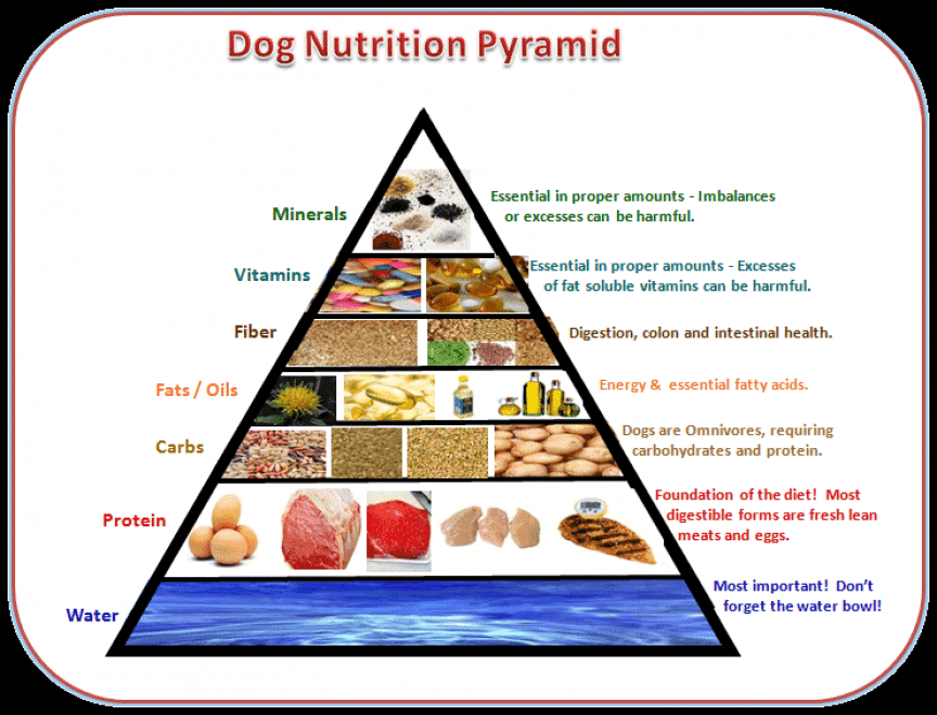 Nutritional Guidelines For Your Canine Companion
