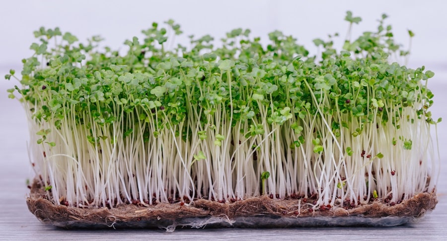 Complete Guide To Growing Microgreens