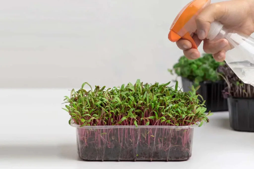 Complete Guide To Growing Microgreens
